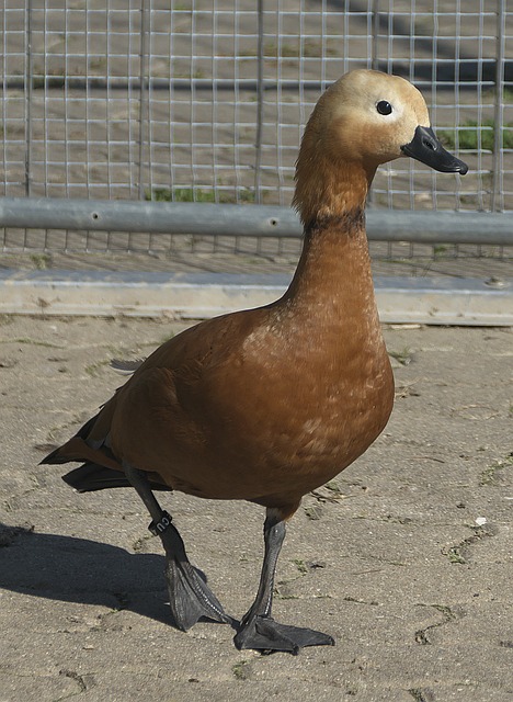 黄添喜